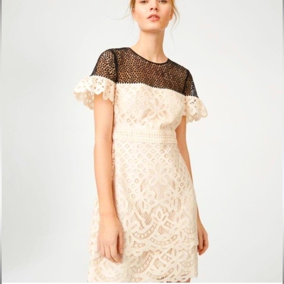 CLUB MONACO Womans Elegant Eyelet Sheath Lace Dress with Ruffle Sleeve Size 4 - Picture 13 of 13